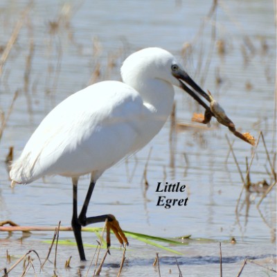 Little Egret